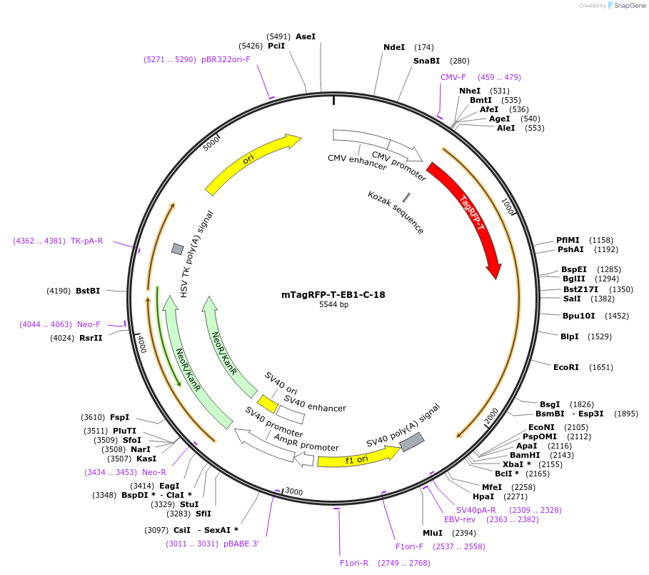 58011-plasmid-map-sequence-id-198691