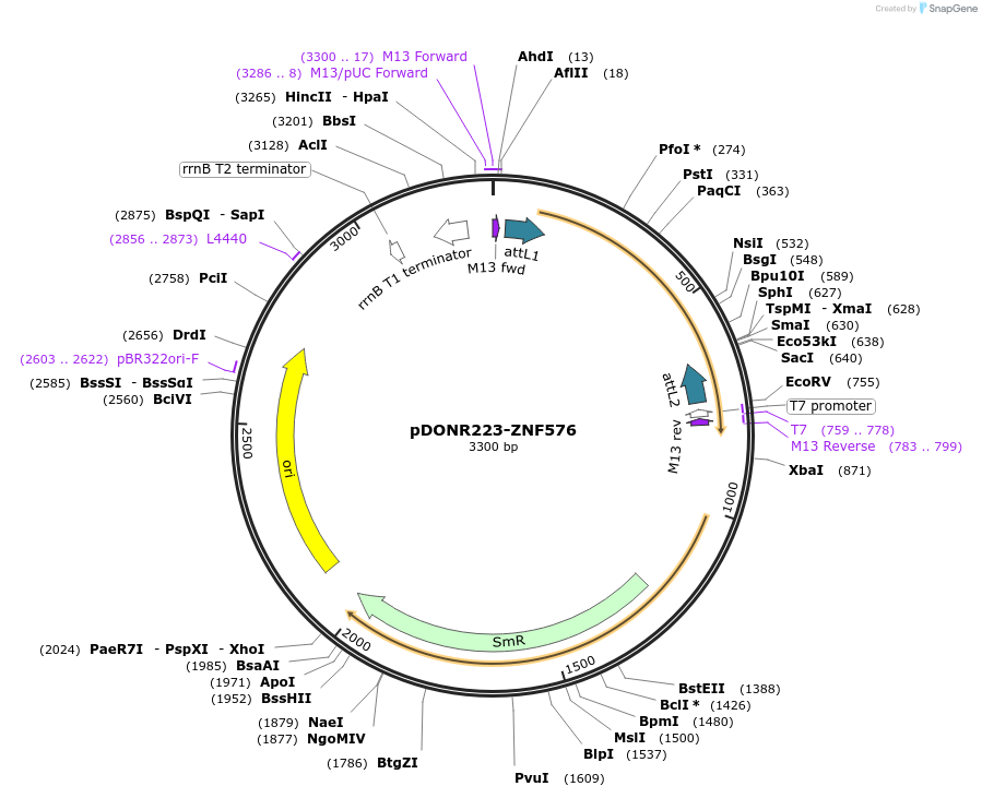 88074-plasmid-map-sequence-id-198696