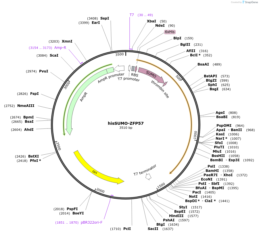 102716-plasmid-map-sequence-id-198714