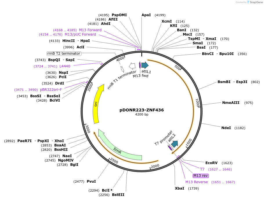88589-plasmid-map-sequence-id-198718