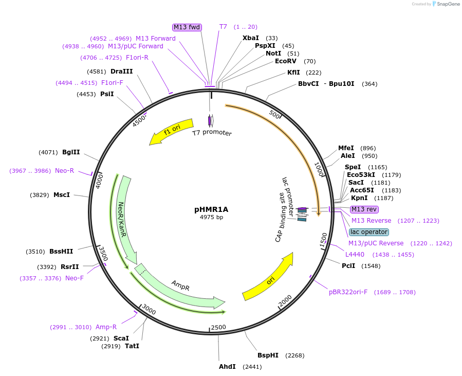 102957-plasmid-map-sequence-id-198780