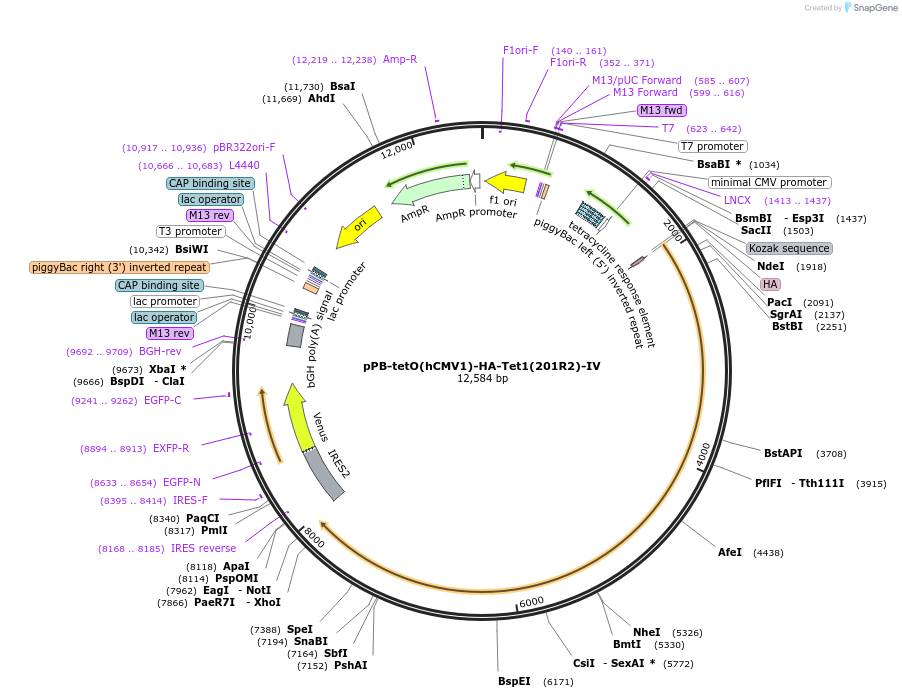 102421-plasmid-map-sequence-id-198790