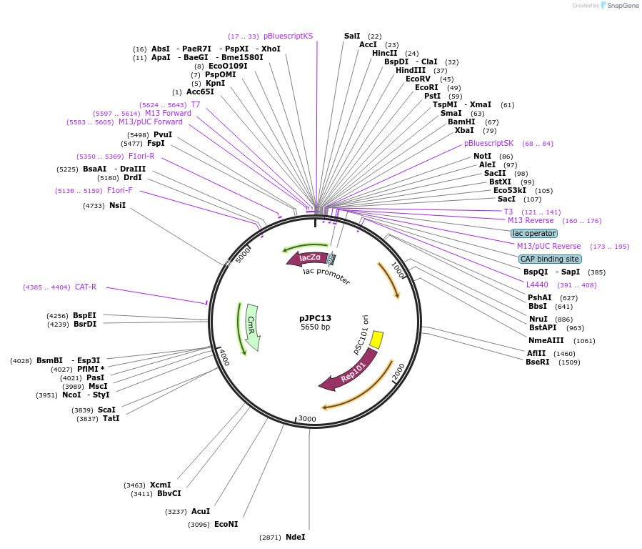 80773-plasmid-map-sequence-id-198811