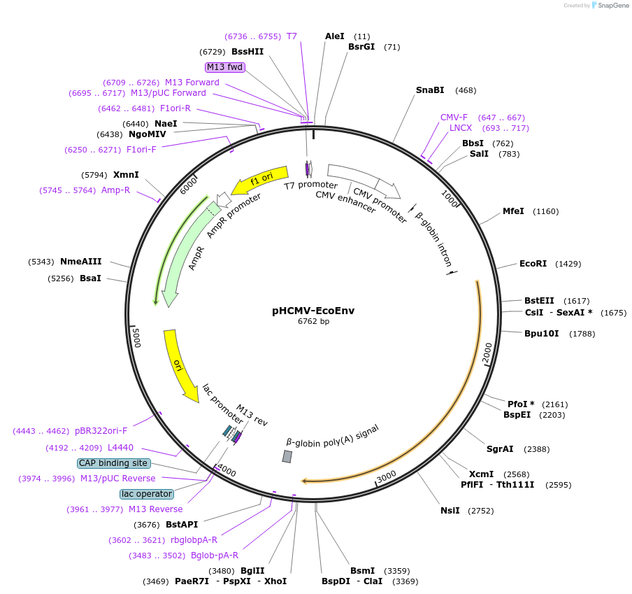 15802-plasmid-map-sequence-id-198812