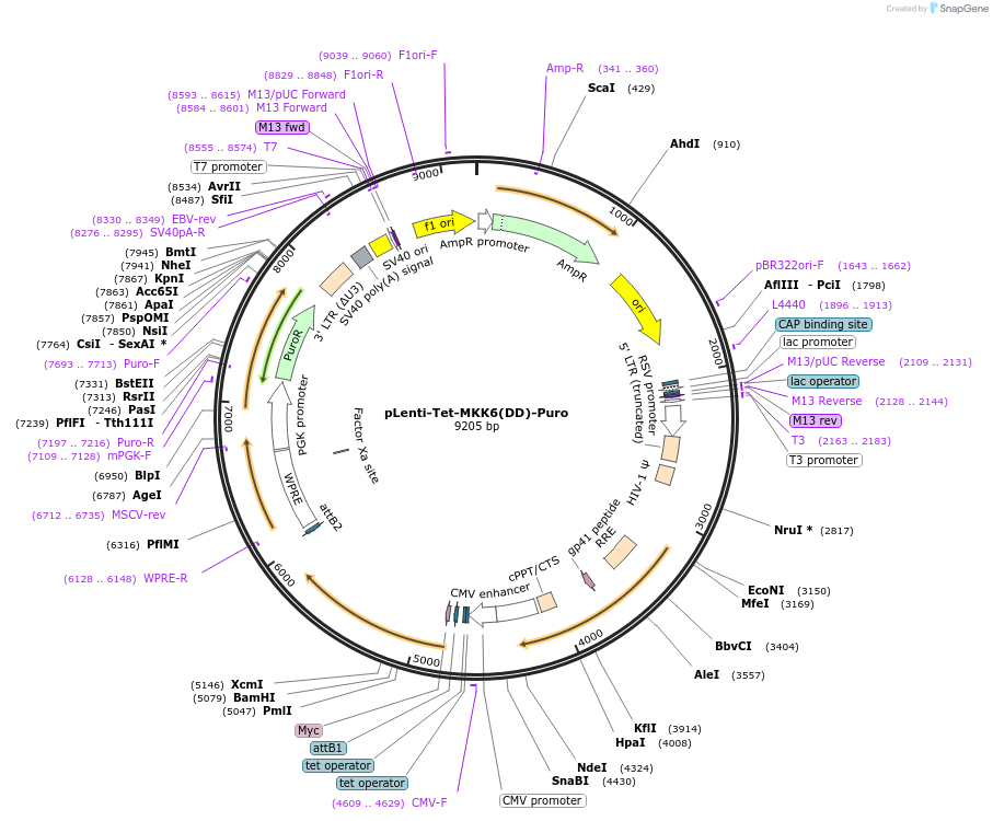 86094-plasmid-map-sequence-id-198816