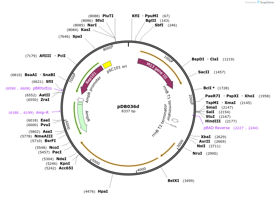 99216-plasmid-map-sequence-id-198818