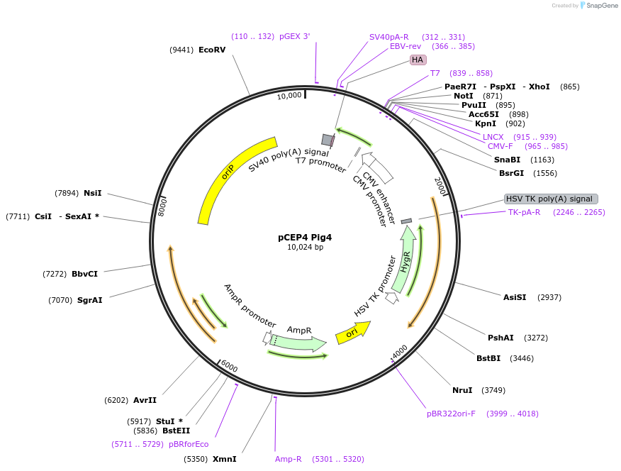 16498-plasmid-map-sequence-id-198847