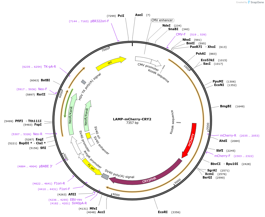 102249-plasmid-map-sequence-id-198851