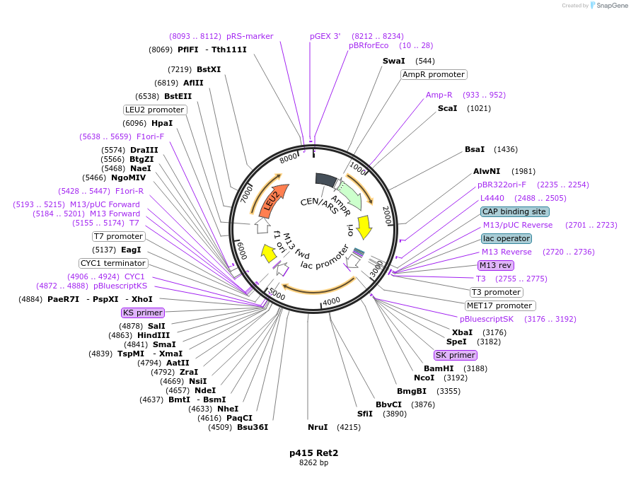 73872-plasmid-map-sequence-id-198858