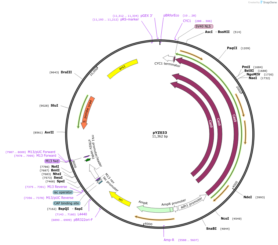 98404-plasmid-map-sequence-id-198860