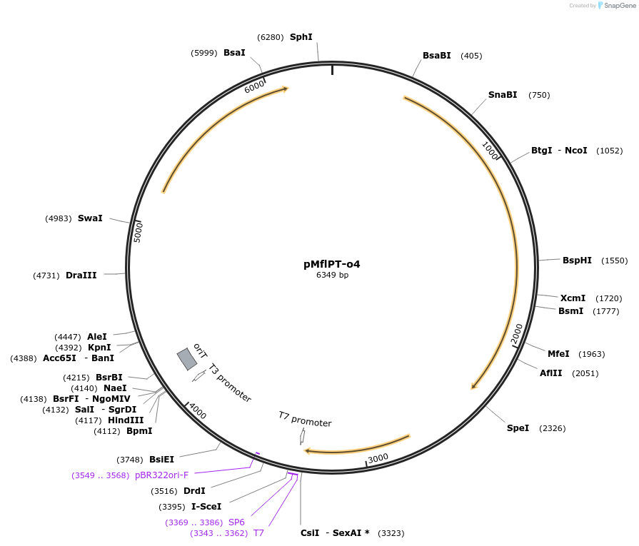 101315-plasmid-map-sequence-id-198861
