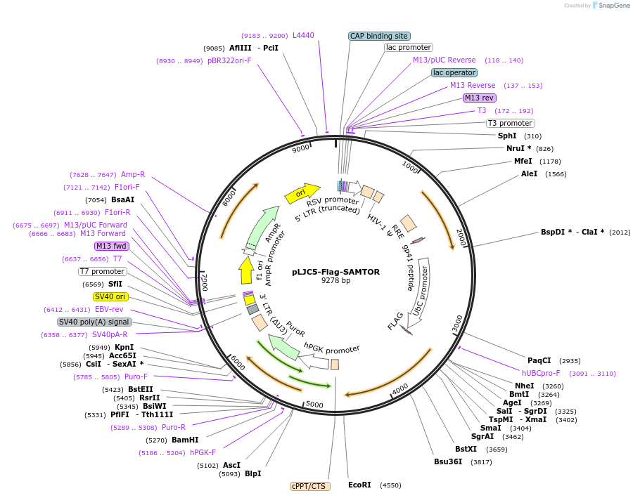 102420-plasmid-map-sequence-id-198882