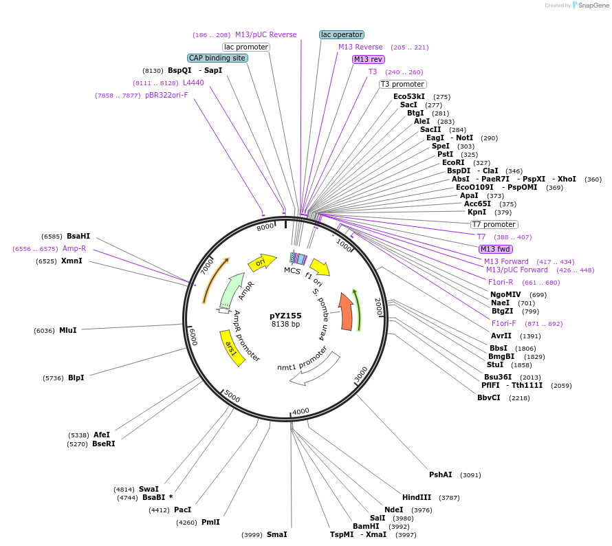 98411-plasmid-map-sequence-id-198902