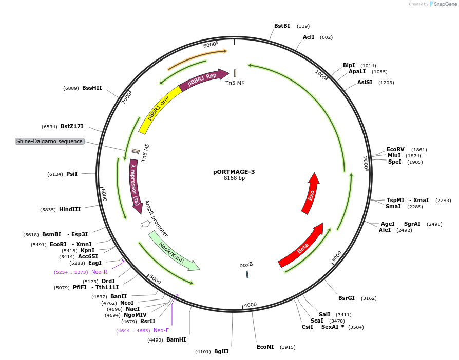 72678-plasmid-map-sequence-id-198909