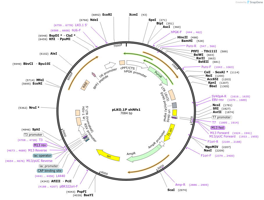 102967-plasmid-map-sequence-id-198937