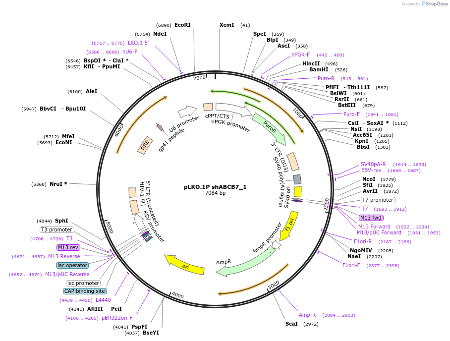102968-plasmid-map-sequence-id-198938