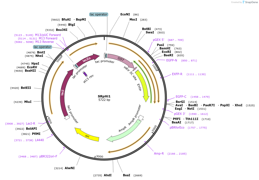 102541-plasmid-map-sequence-id-198945