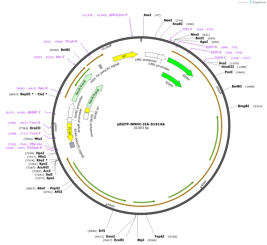 101040-plasmid-map-sequence-id-198956
