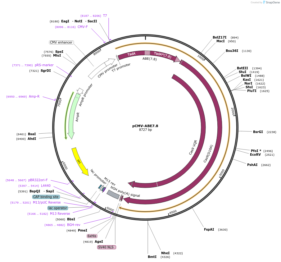 102917-plasmid-map-sequence-id-198984