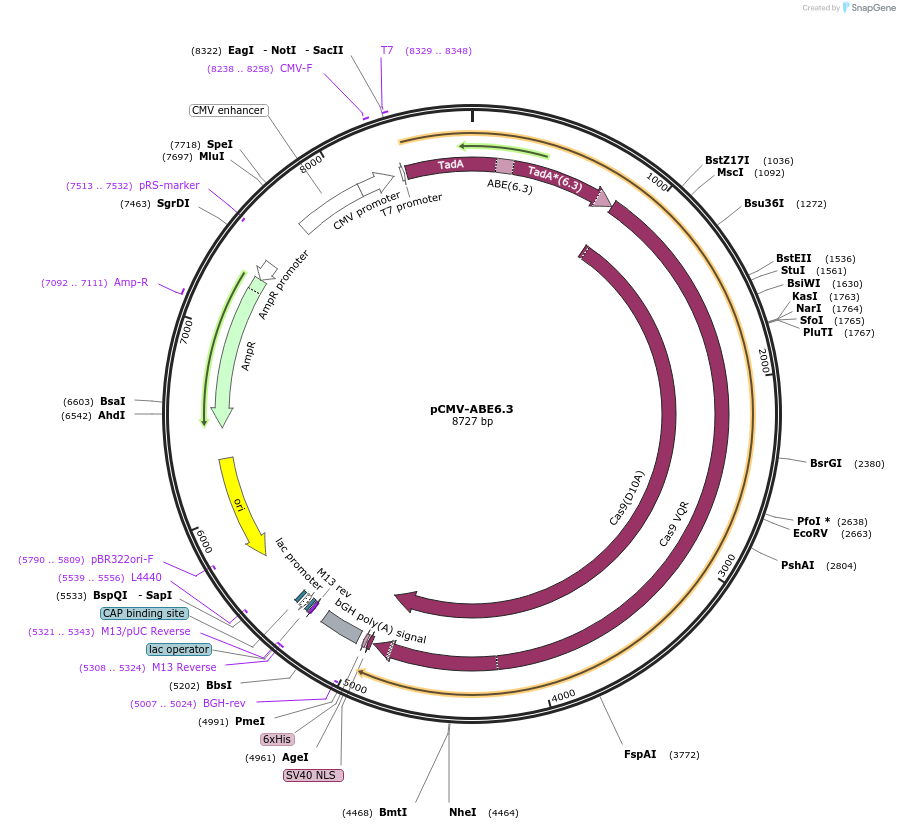 102916-plasmid-map-sequence-id-198985