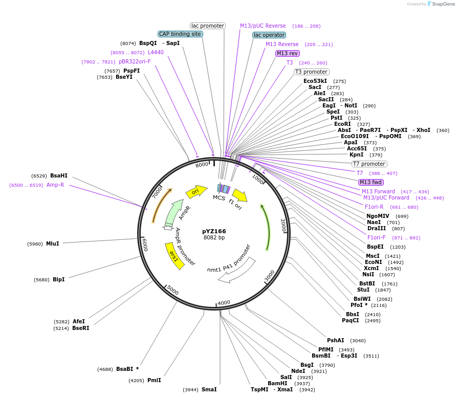 98419-plasmid-map-sequence-id-198986