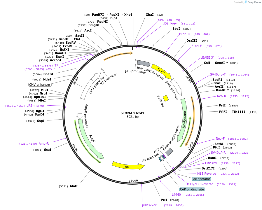 16061-plasmid-map-sequence-id-198998