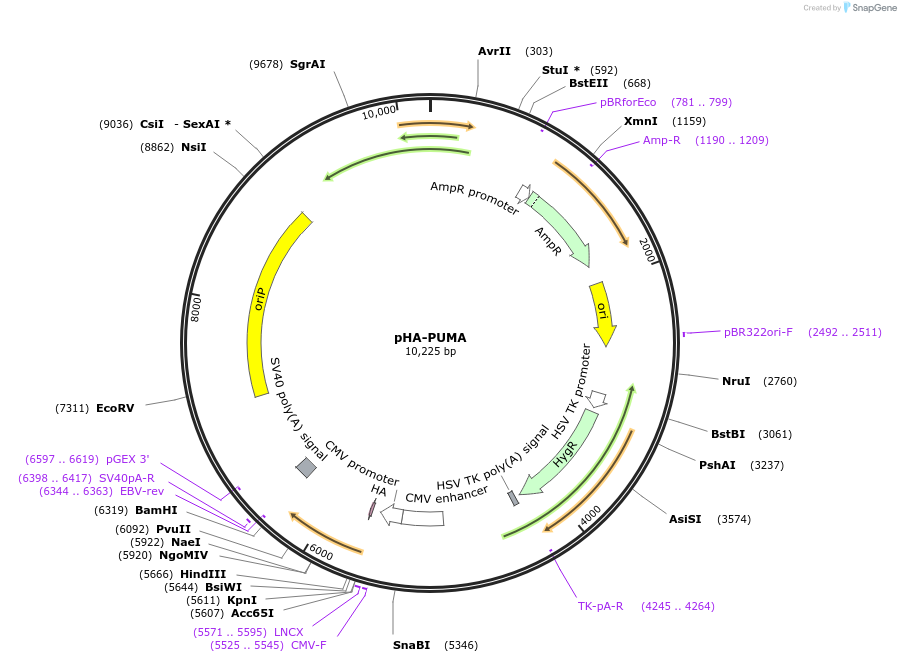 16588-plasmid-map-sequence-id-198999
