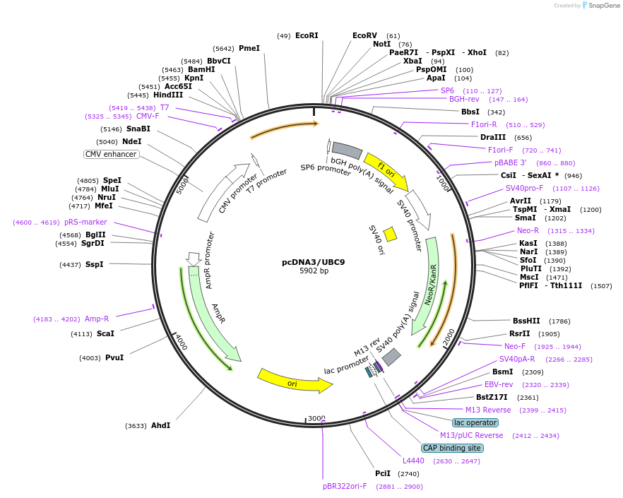 20082-plasmid-map-sequence-id-199001