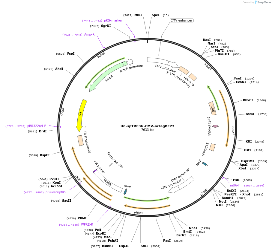 102854-plasmid-map-sequence-id-199002