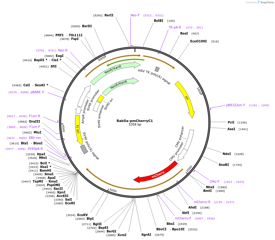 27679-plasmid-map-sequence-id-199003