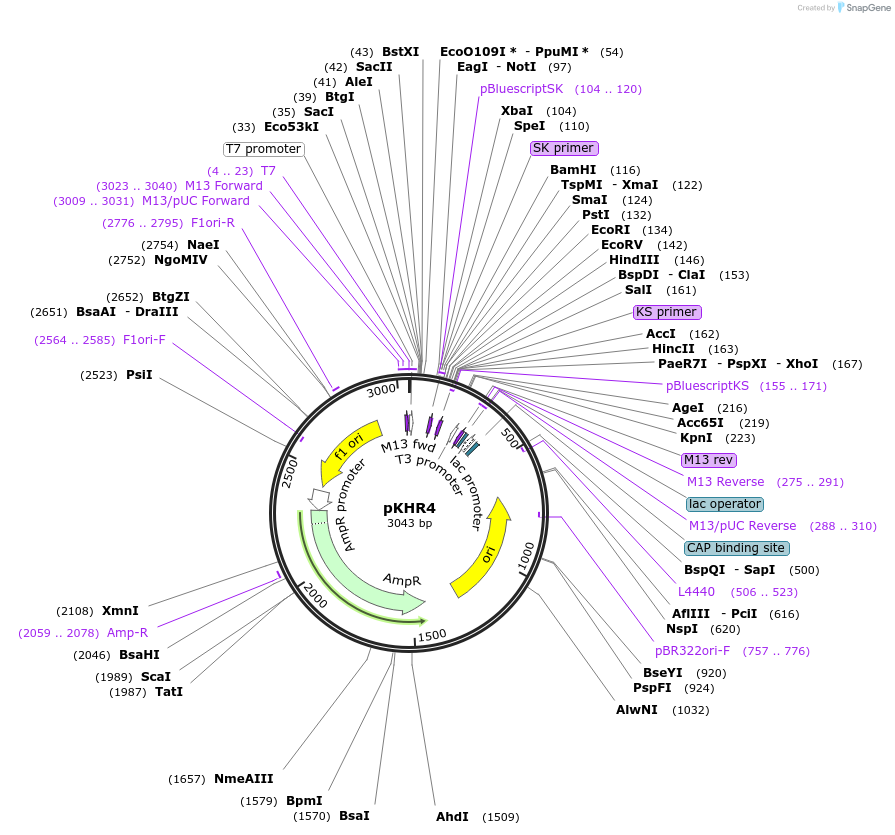 74592-plasmid-map-sequence-id-199005