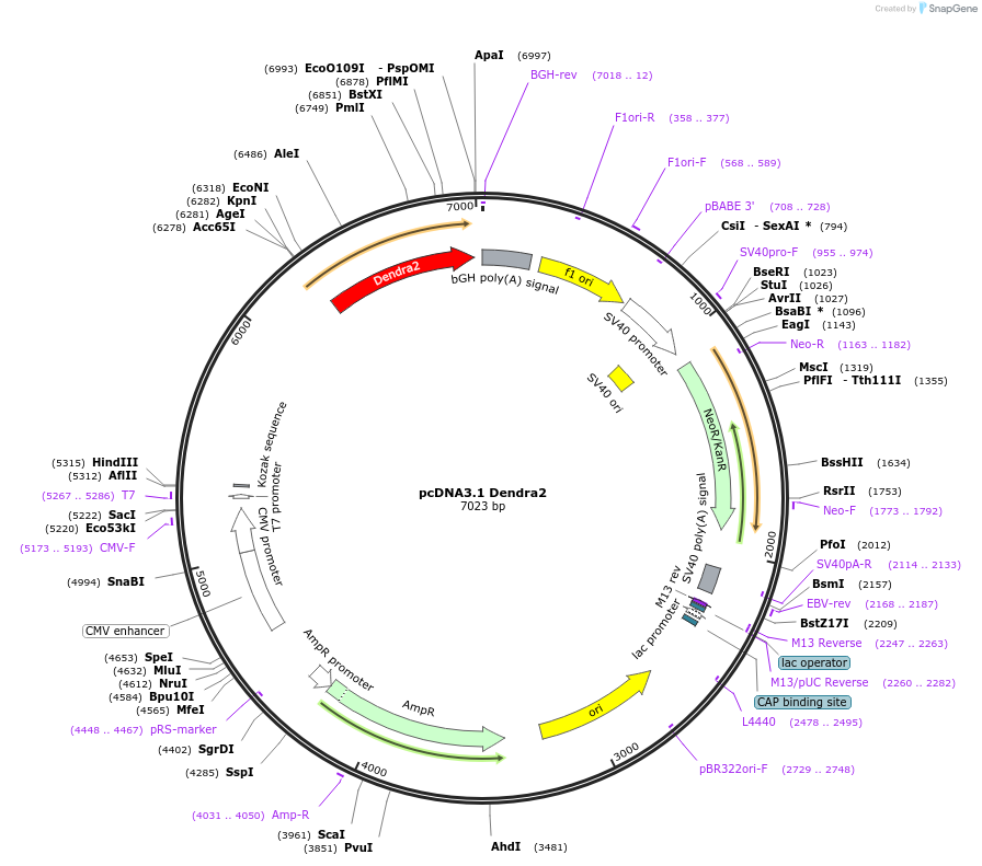 103967-plasmid-map-sequence-id-199008