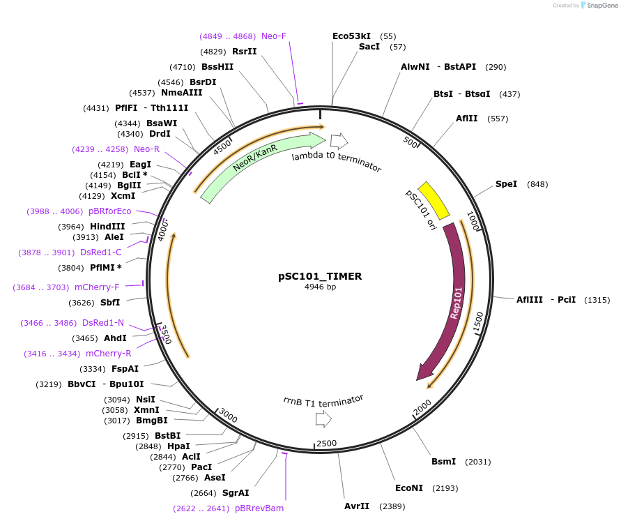 103057-plasmid-map-sequence-id-199056