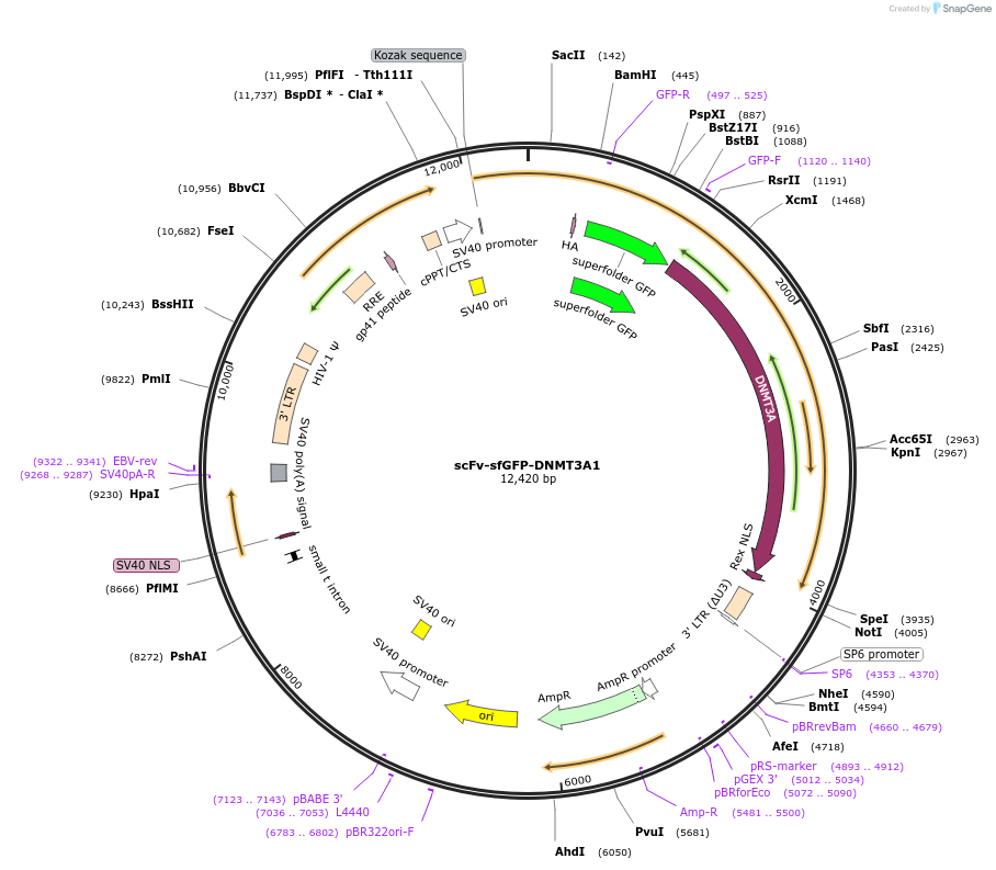 102278-plasmid-map-sequence-id-199057