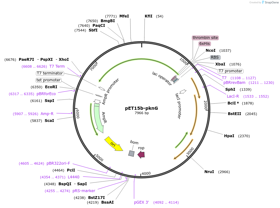 102814-plasmid-map-sequence-id-199059