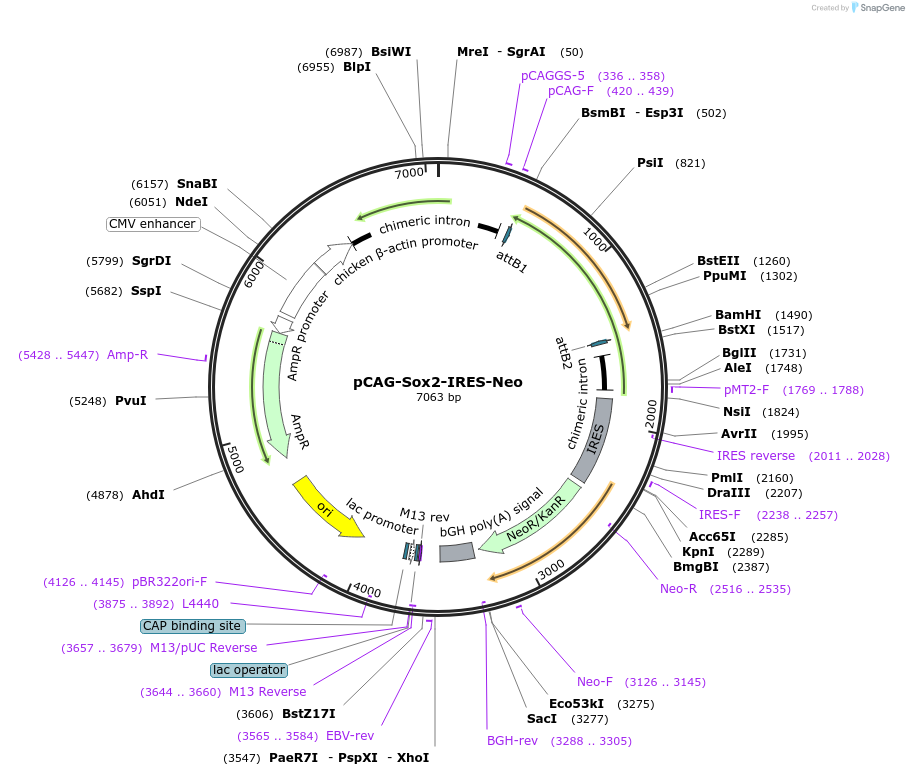 13462-plasmid-map-sequence-id-199066
