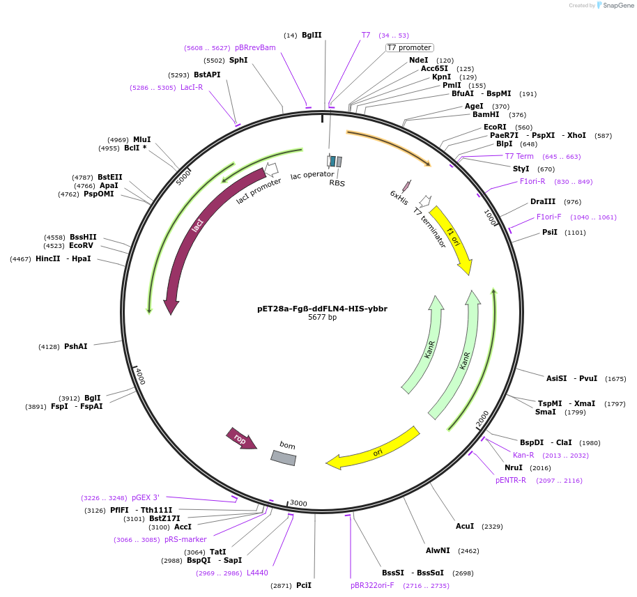 101239-plasmid-map-sequence-id-199088