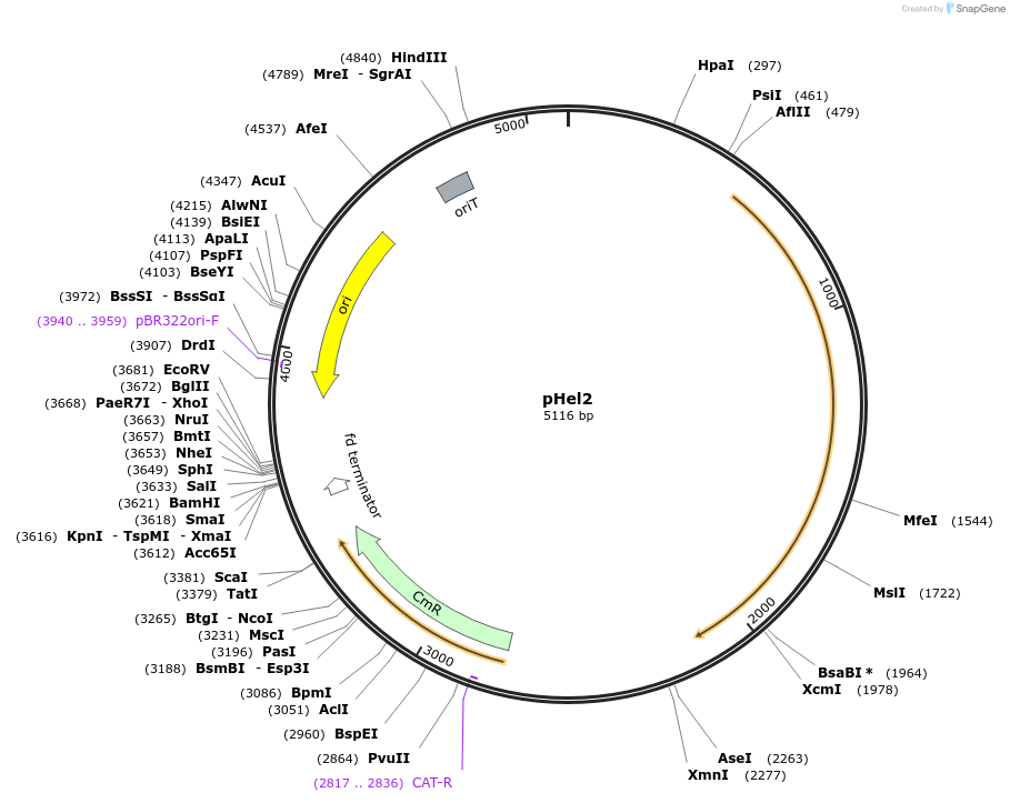 102960-plasmid-map-sequence-id-199095