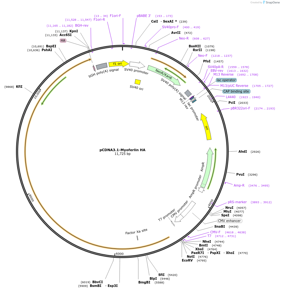 22443-plasmid-map-sequence-id-199099