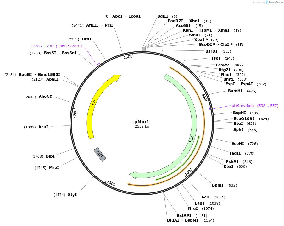 102959-plasmid-map-sequence-id-199158