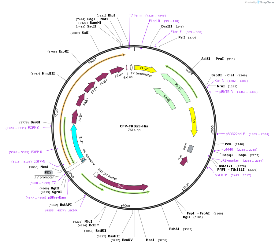 103784-plasmid-map-sequence-id-199172