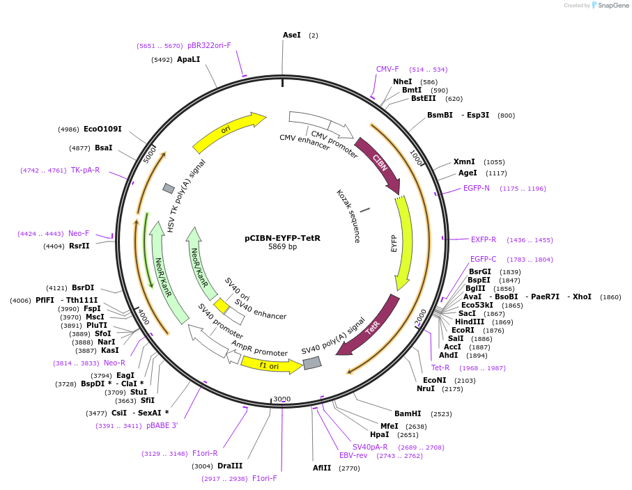 103798-plasmid-map-sequence-id-199194