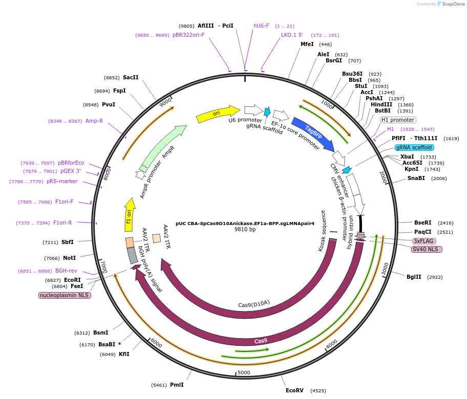 98975-plasmid-map-sequence-id-199218