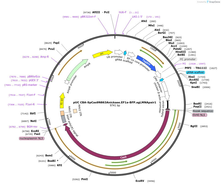 98976-plasmid-map-sequence-id-199220