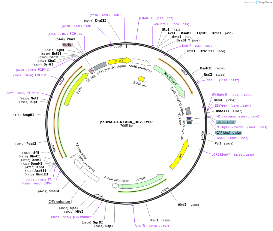 103773-plasmid-map-sequence-id-199227