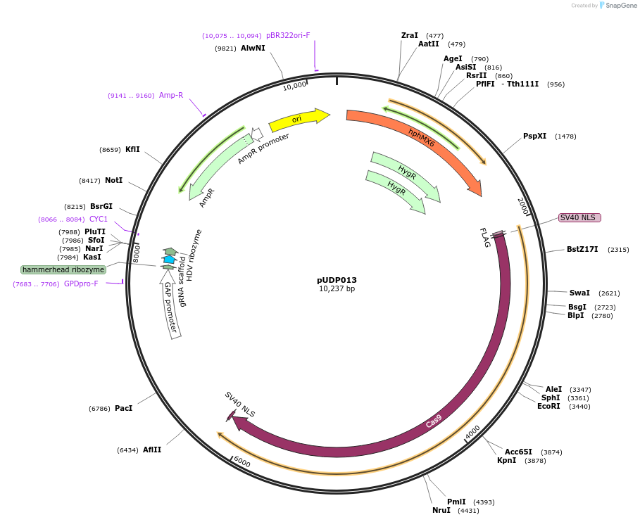103873-plasmid-map-sequence-id-199239