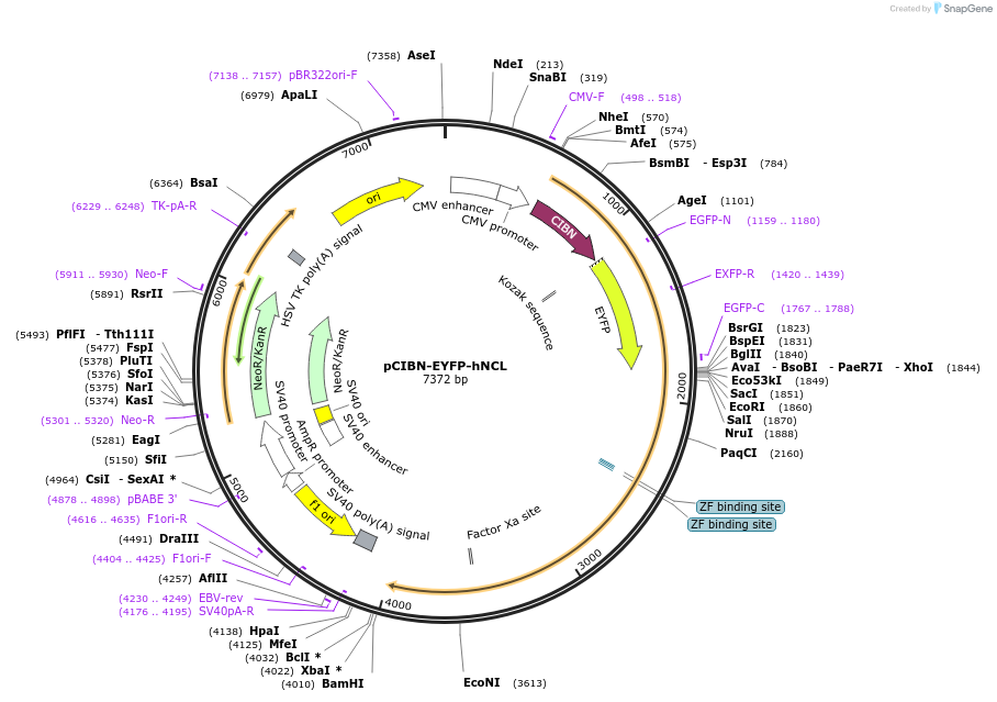 103806-plasmid-map-sequence-id-199240