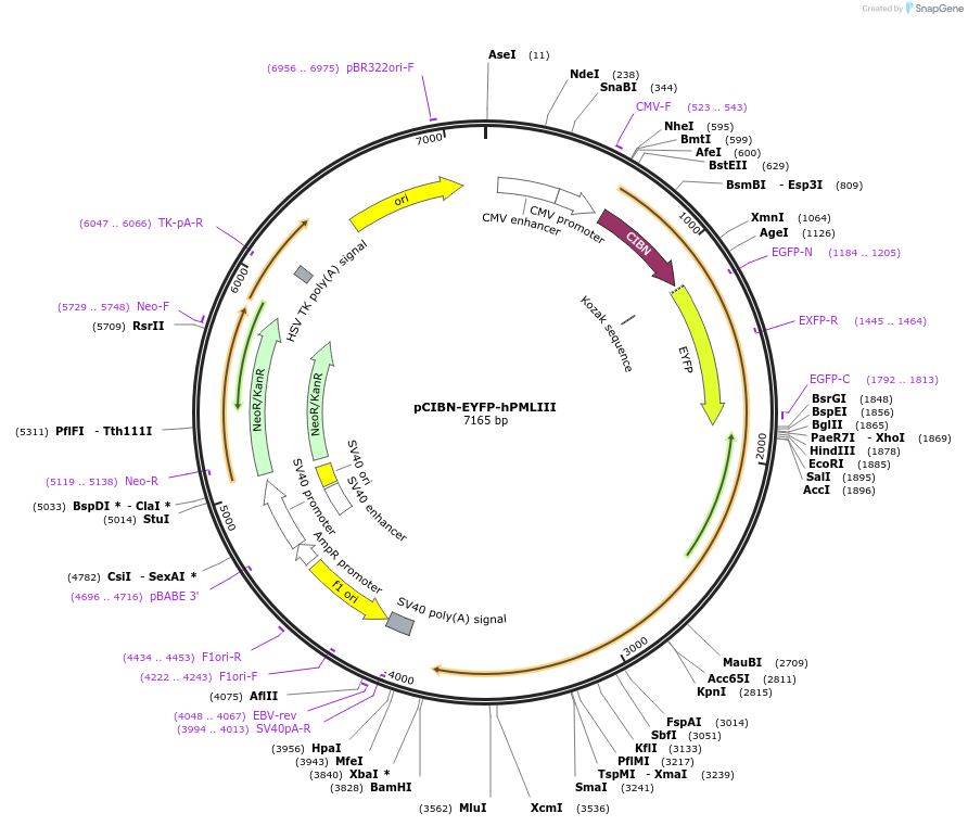 103808-plasmid-map-sequence-id-199242