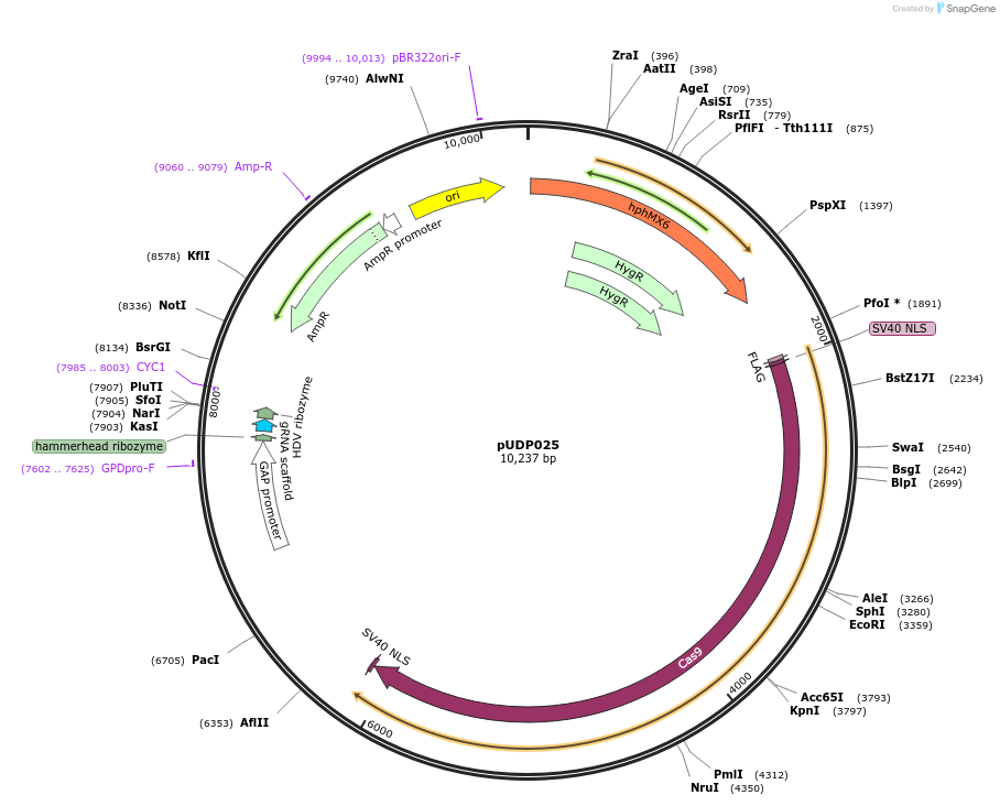 103874-plasmid-map-sequence-id-199263