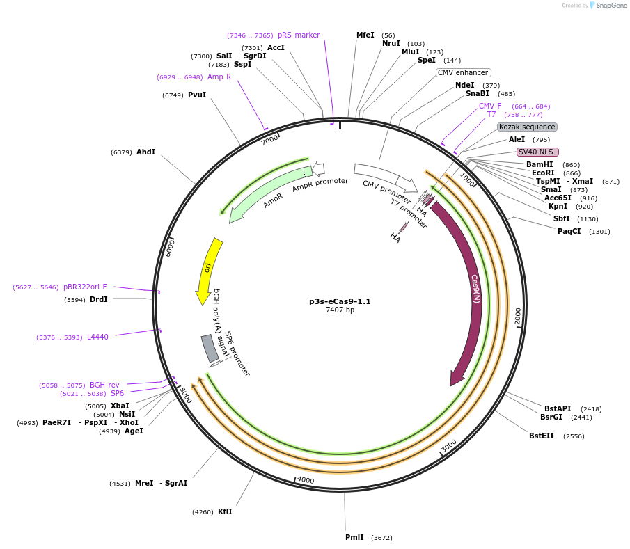 104172-plasmid-map-sequence-id-199283
